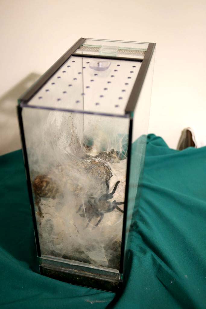 Terrario vetro migali fossorie griglia areazione