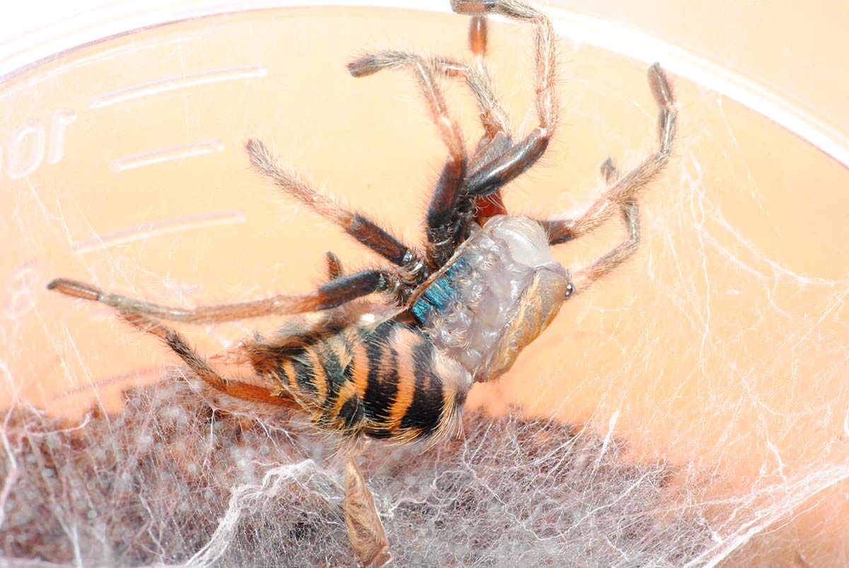 Chromatopelma cyaneopubescens sequenza muta 2