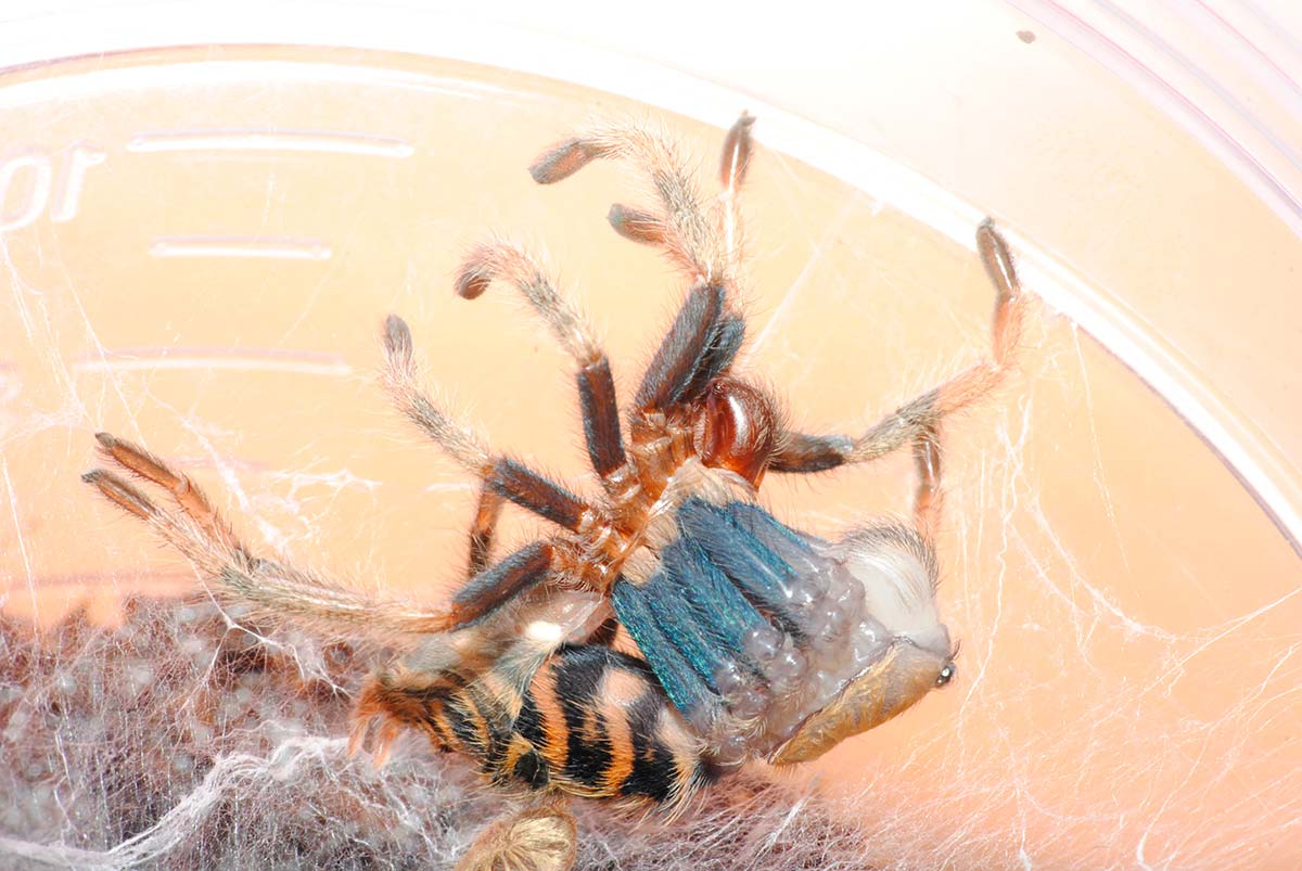 Chromatopelma cyaneopubescens sequenza muta 3