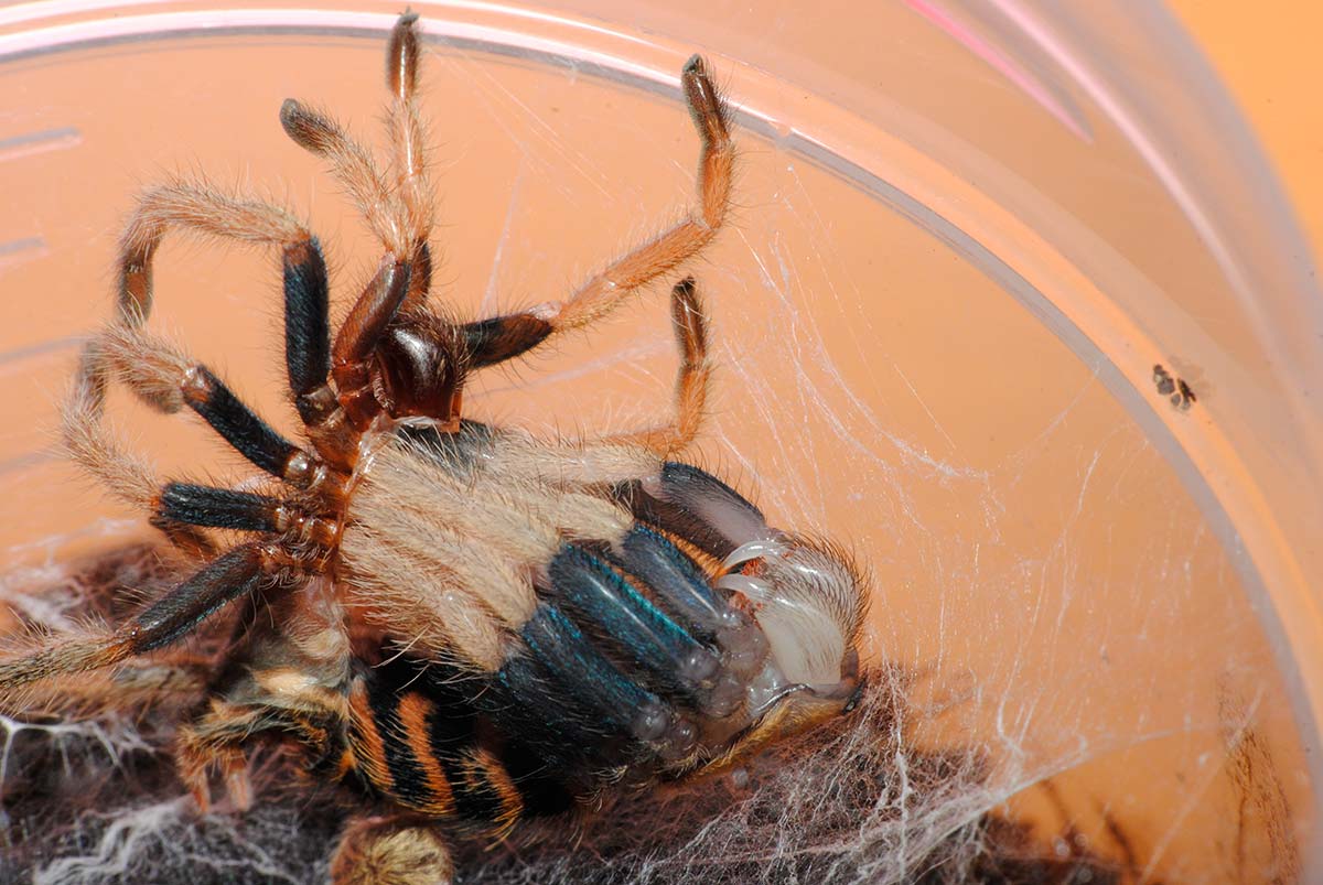 Chromatopelma cyaneopubescens sequenza muta 4