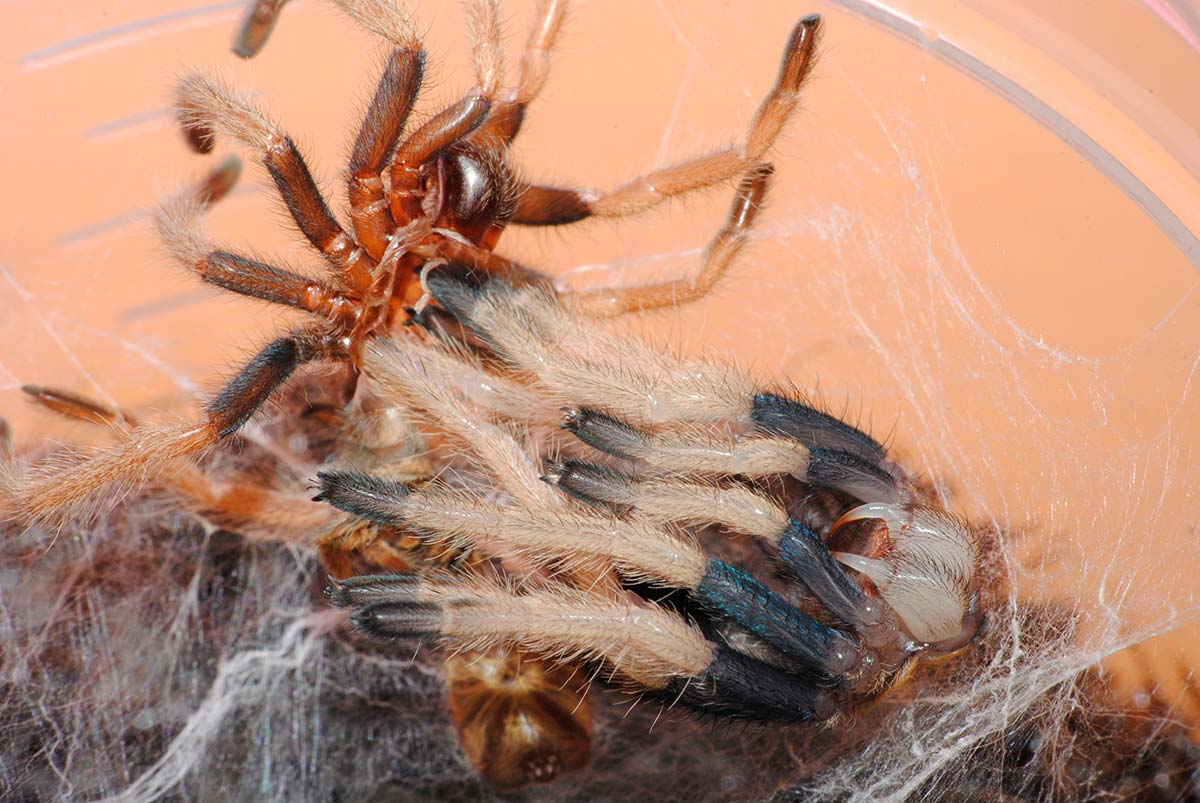 Chromatopelma cyaneopubescens sequenza muta 5