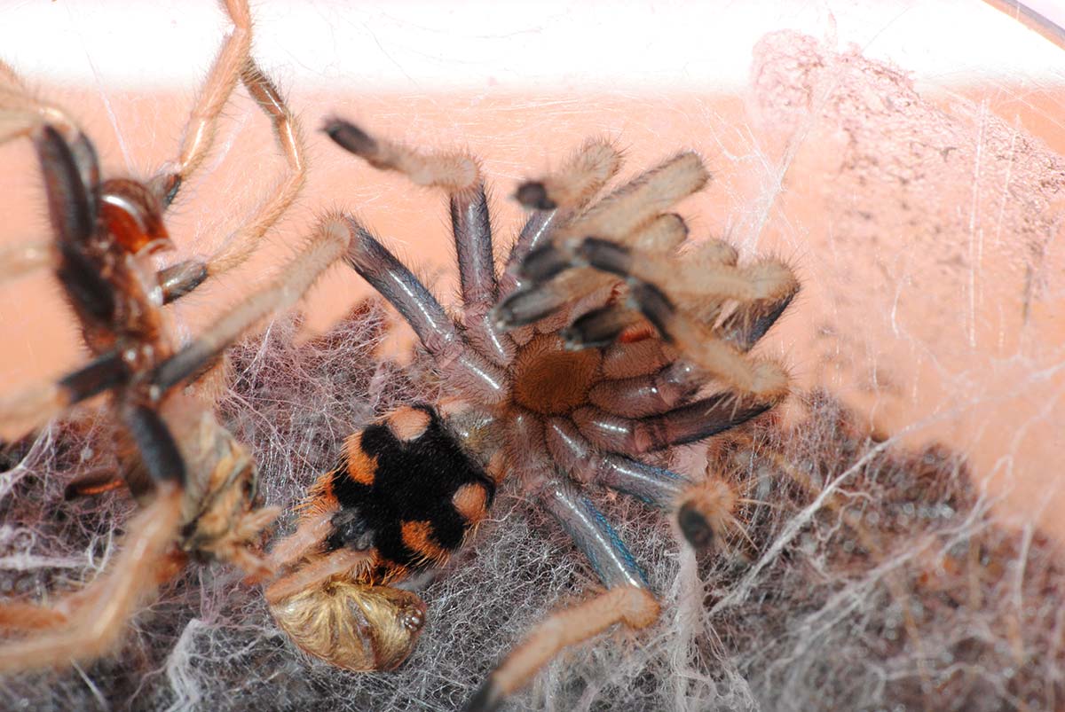 Chromatopelma cyaneopubescens sequenza muta 6
