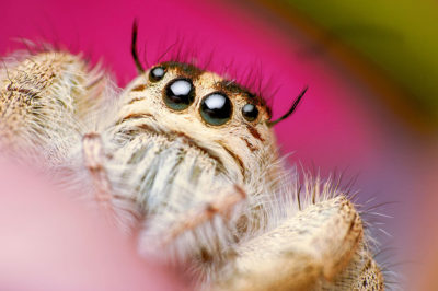 Altri ragni esotici approfondimenti evidenza