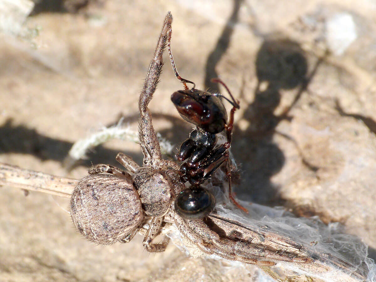 Una formica Messor catturata da Brassanioides