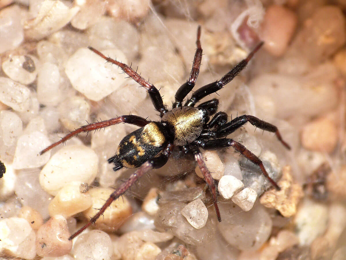 Callilepis a caccia di formiche