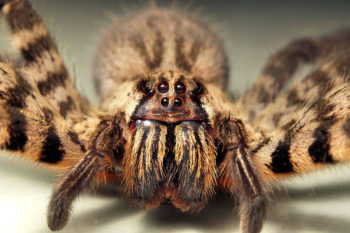 Cupiennius salei vista frontale