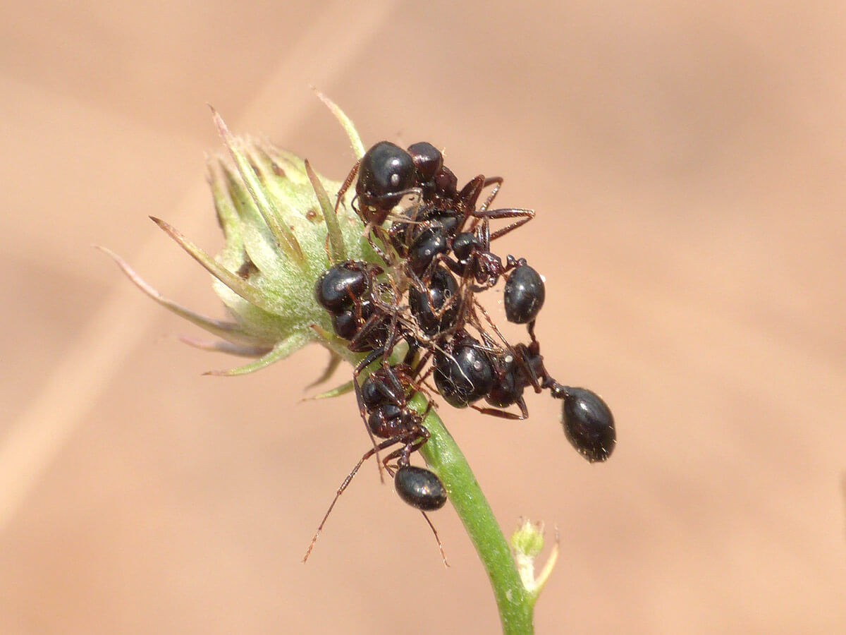 Formiche catturate da Euryopis e conservate