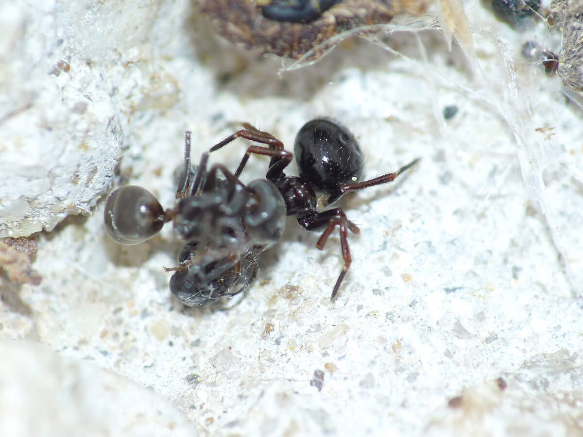 Un Euryopis ha catturato delle Lasius