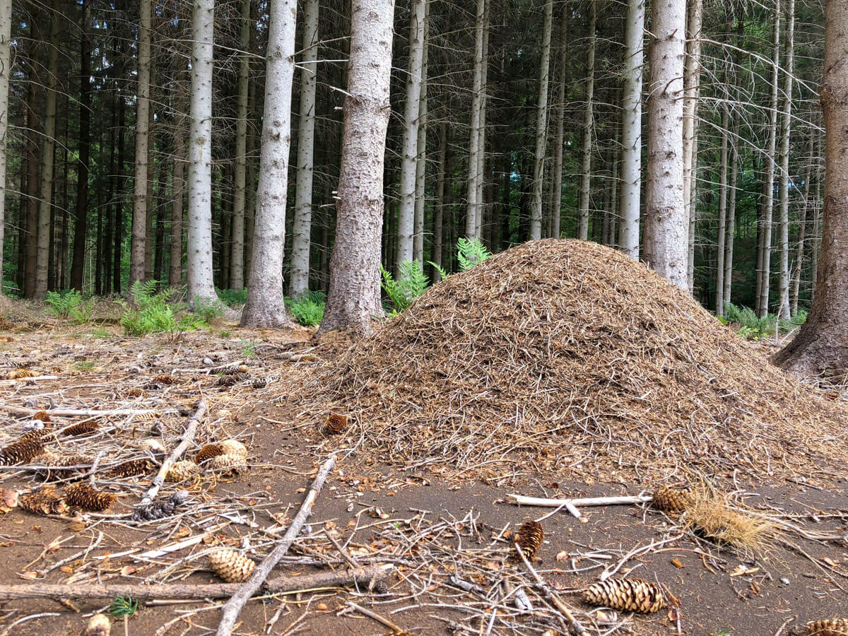 Un grande formicaio di Formica rufa