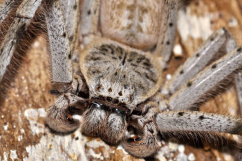 Holconia insignis vista frontale