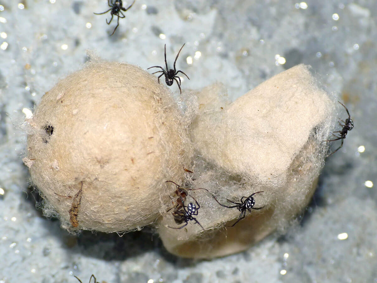 Formiche catturate da Latrodectus tredecimguttatus