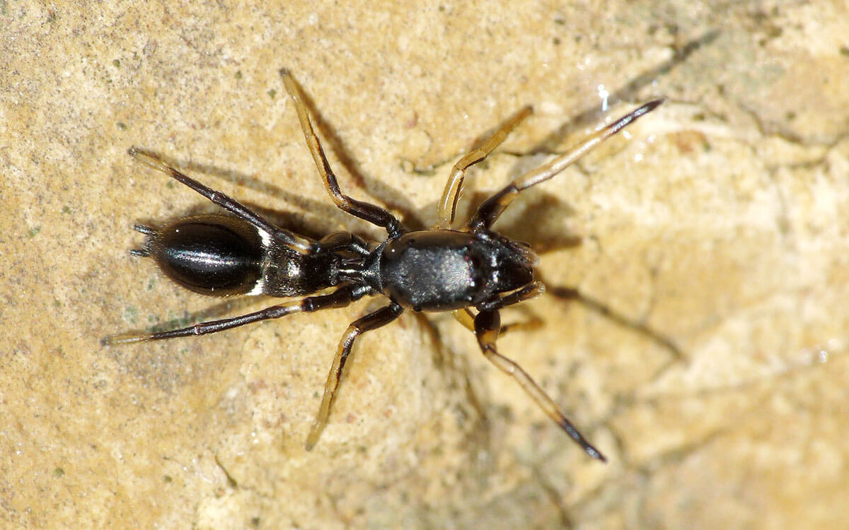 Leptorchestes è un ragno mirmecomorfo