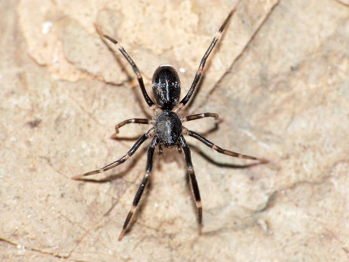 Liophrurillus è un ragno mirmecomorfo