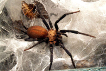 Linothele megatheloides sulla ragnatela