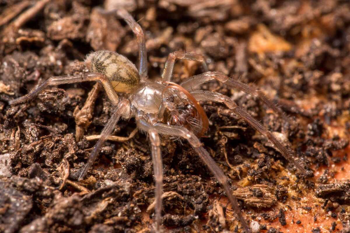 Ragno che vive con Formica rufa