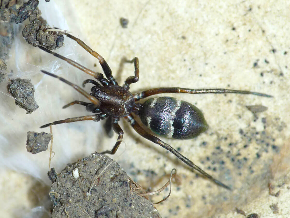 Micaria è un ragno mirmecomorfo