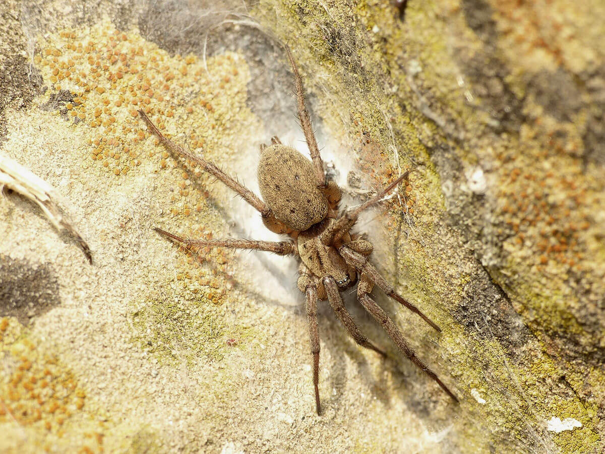 Nomisia è un ragno mirmecofago