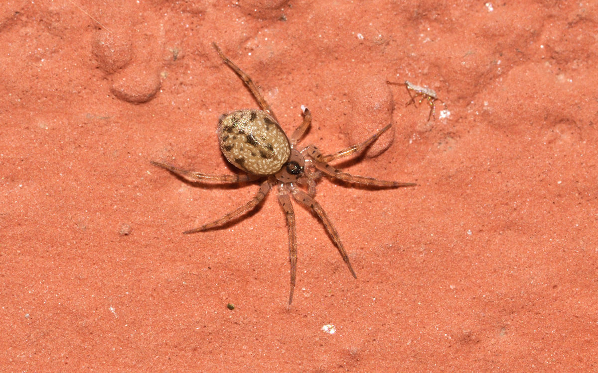 Un ragno mirmecofago Oecobius