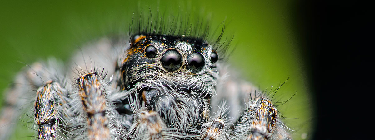 I ragni dei giardini