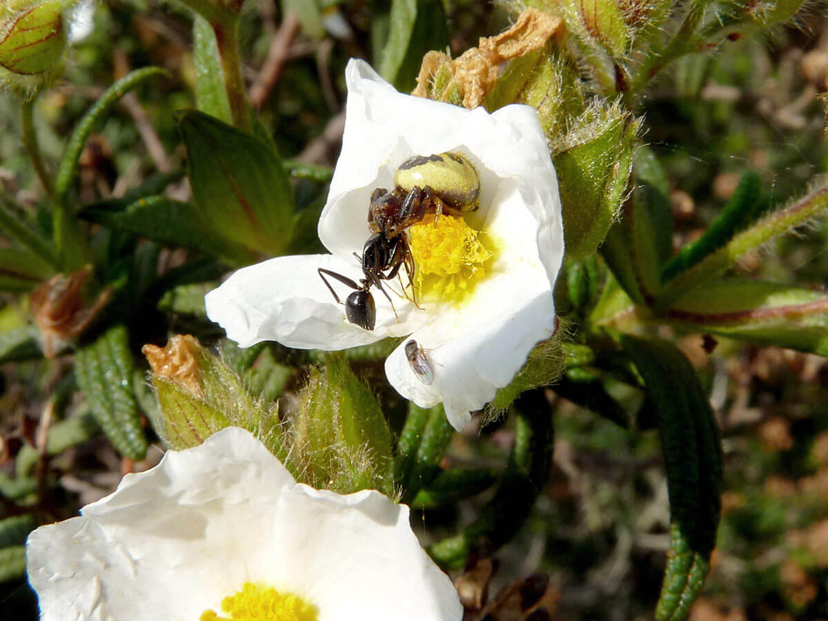 Una Synaema preda una formica Camponotus