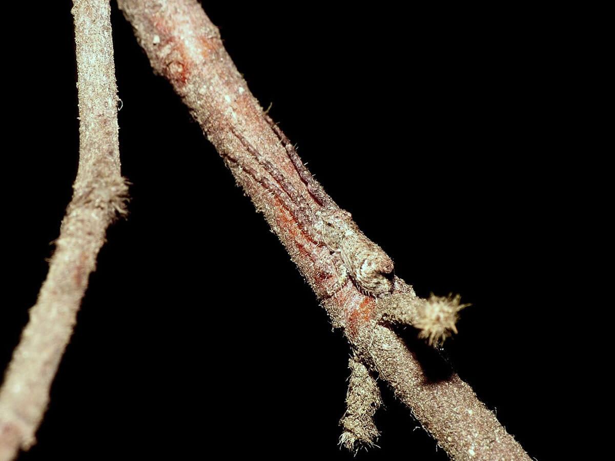 Tmarus in appostamento su un rametto
