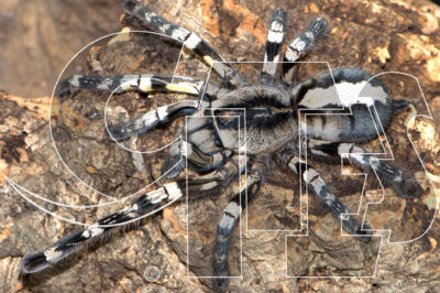poecilotheria normativa cites convenzione Washington evidenza
