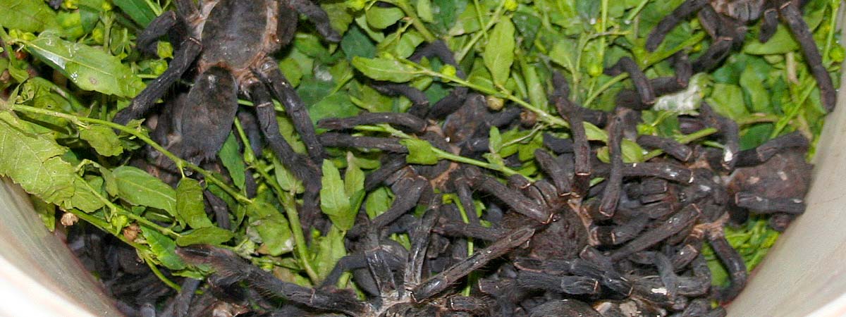 Migali di cattura, theraphosidae wild caught,