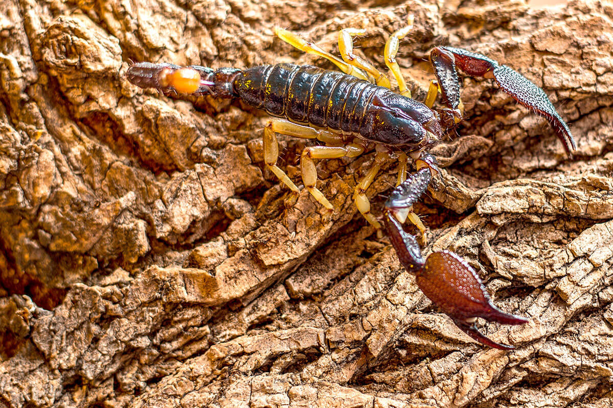 grande scorpione indiano marrone