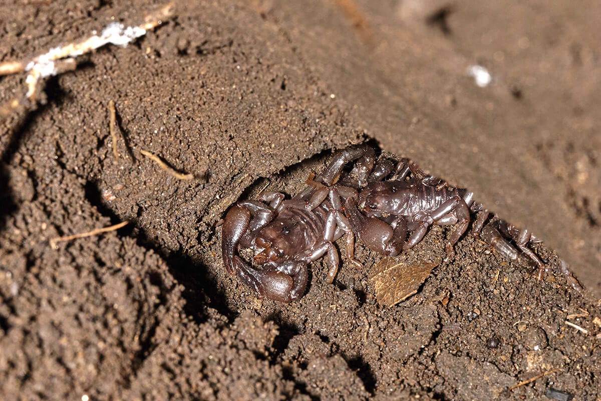 scorpioni condividono tana subsocialità