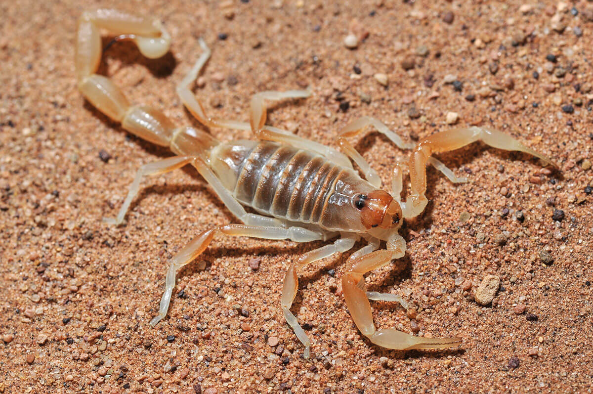 scorpione giallo marocco sabbia