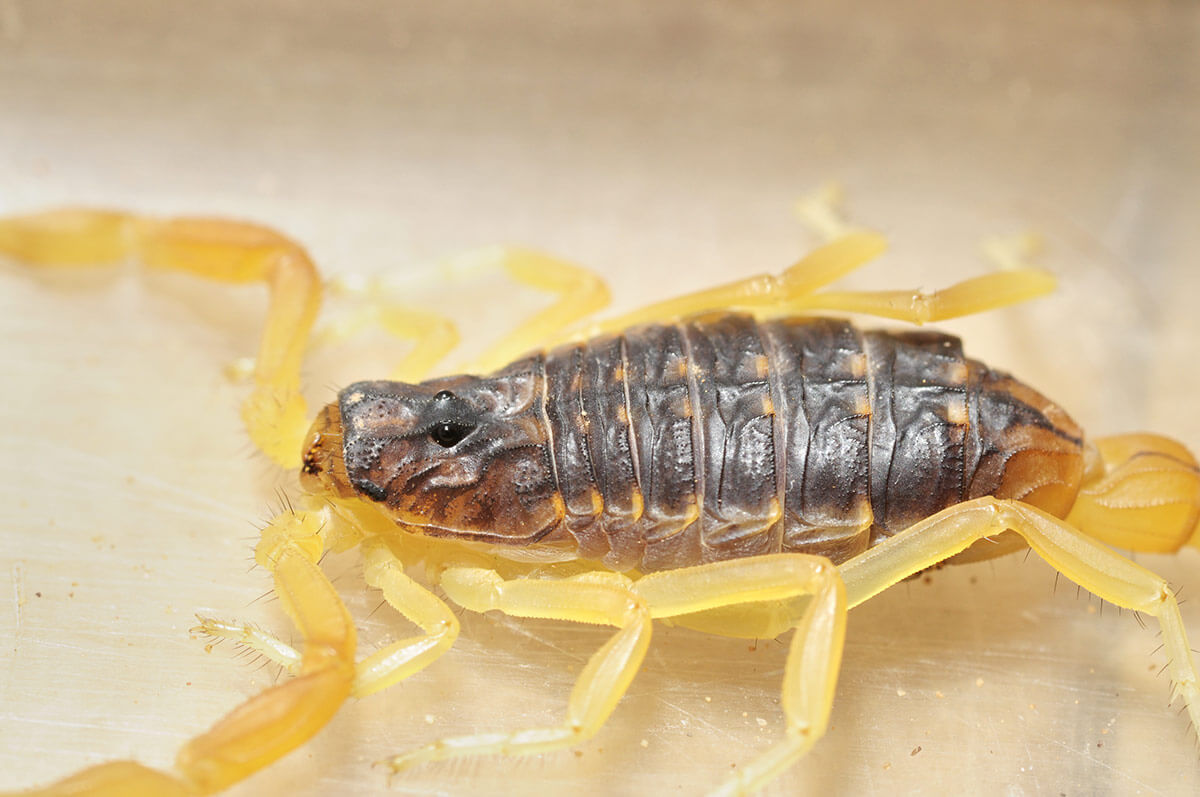 carapace scorpione giallo velenoso