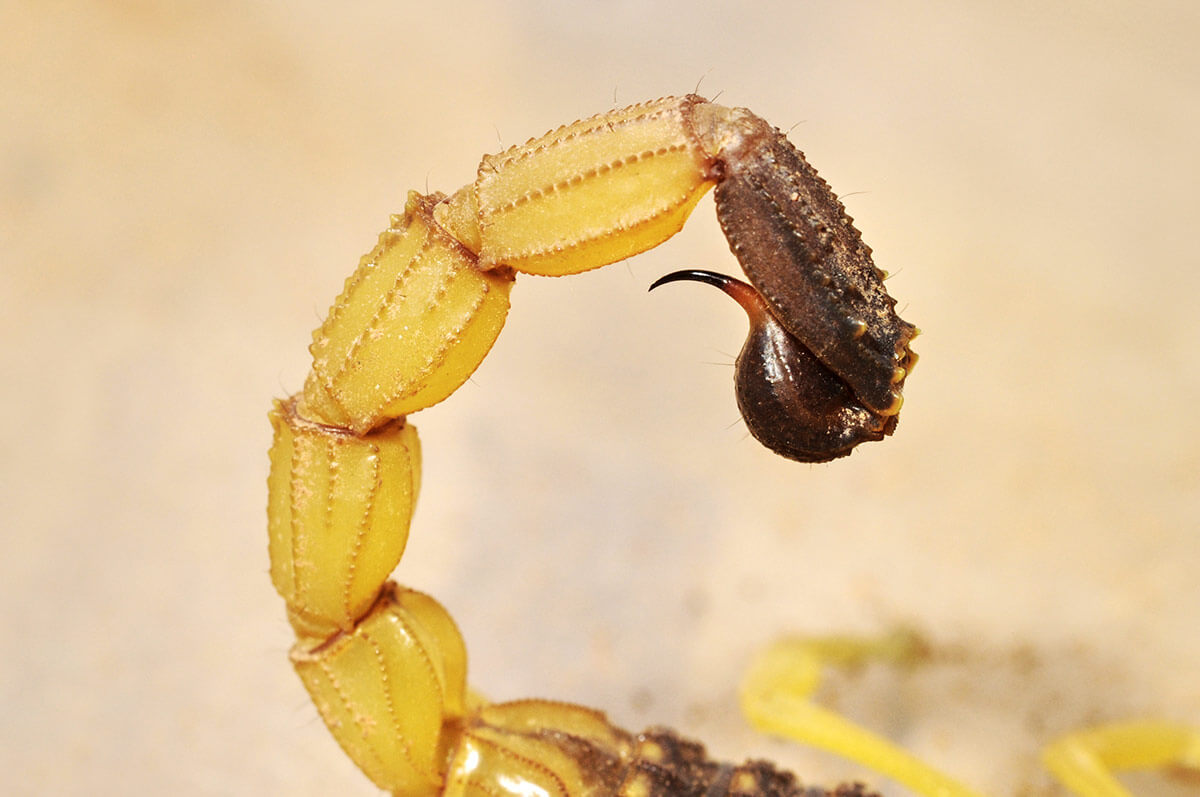 pungiglione scorpioni deserticoli veleno