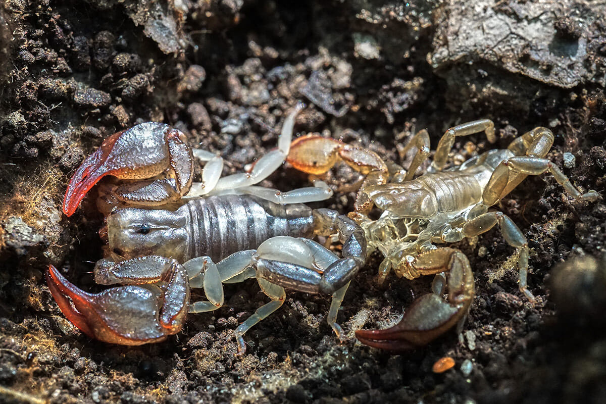 muta scorpione italiano marrone