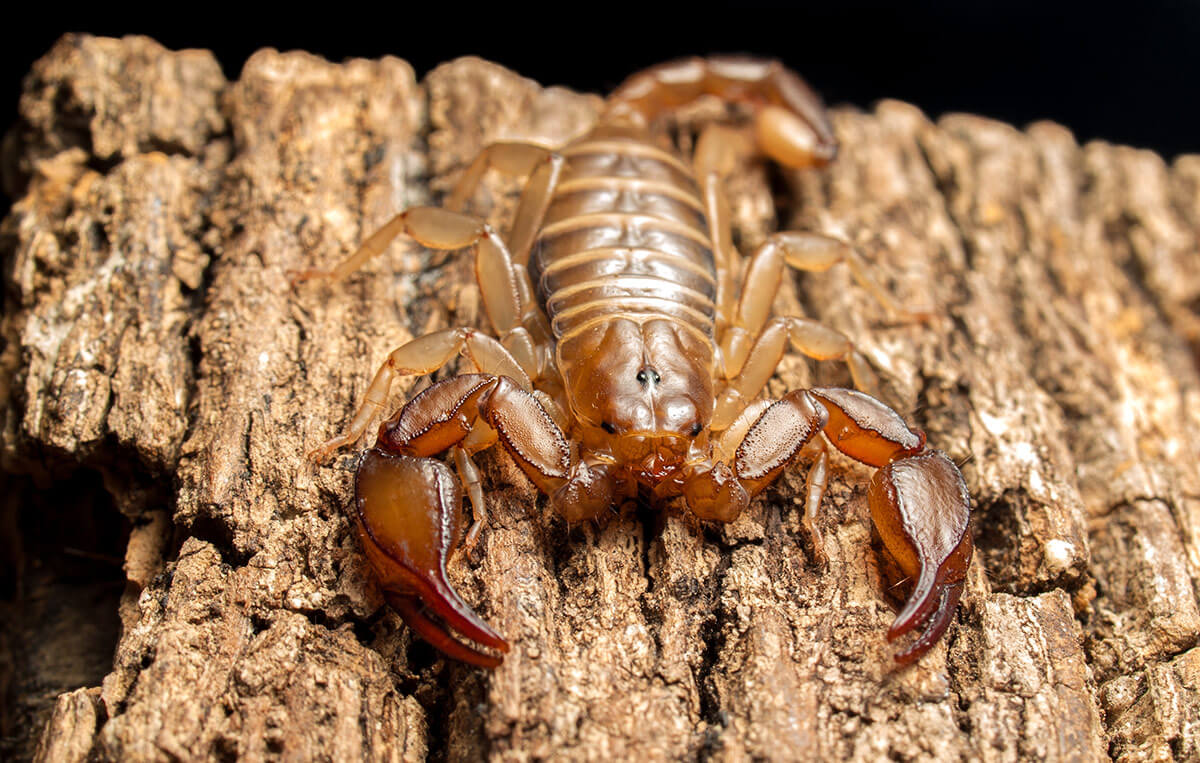 scorpione italiano marrone chiaro