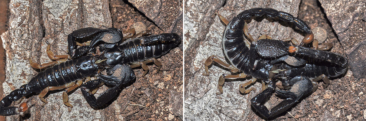 accoppiamento scorpione indiano nero molto grande