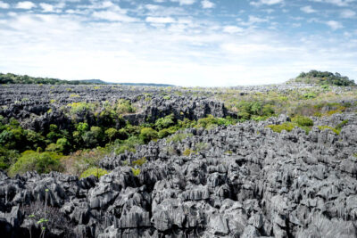Habitat Monocentropus lambertoni Riserva Speciale Ankarana Madagascar