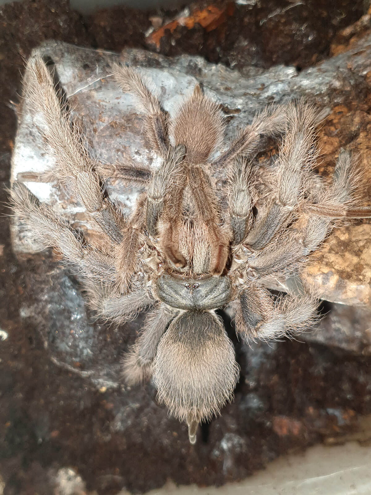 Accoppiamento di Monocentropus lambertoni