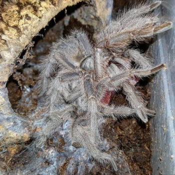 Alimentazione di Monocentropus lambertoni con cuore bovino