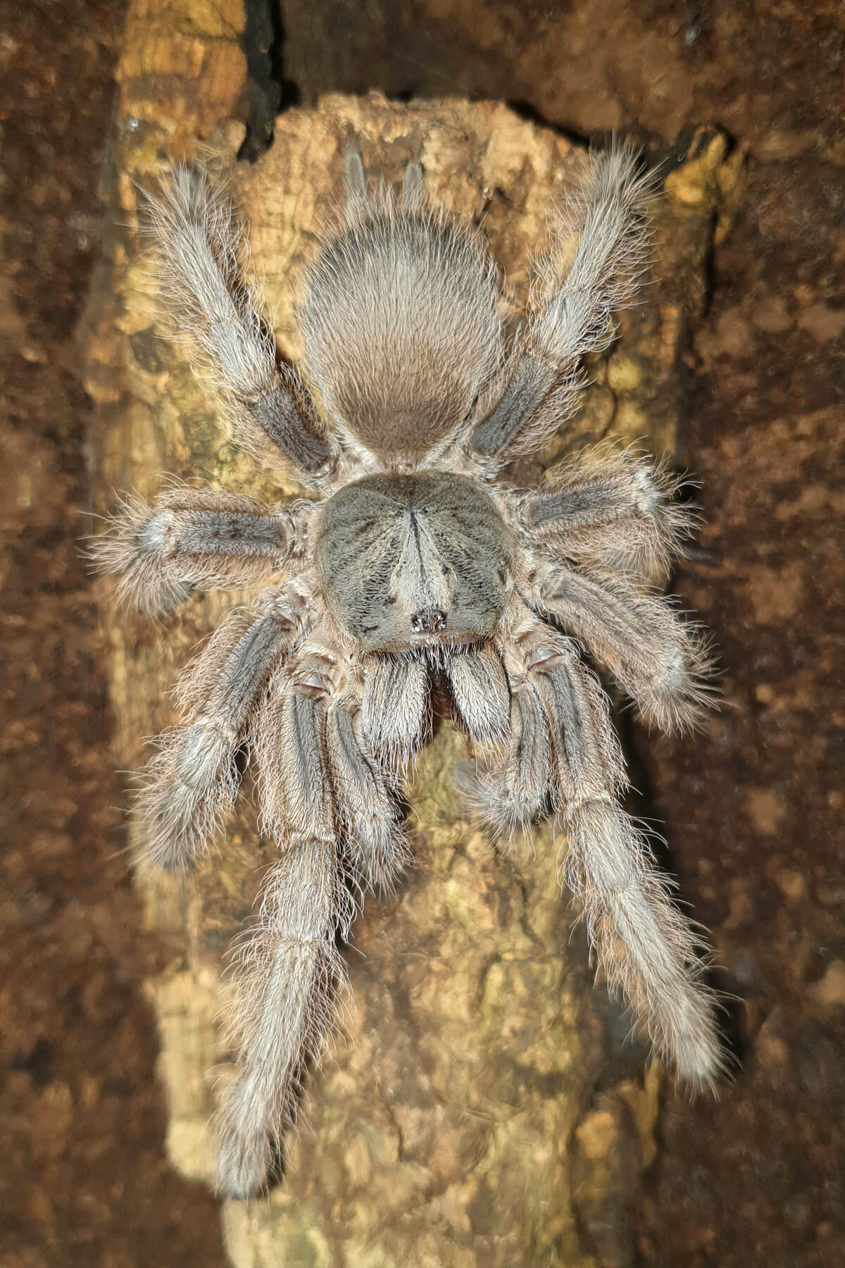 Habitus femmina adulta di Monocentropus lambertoni