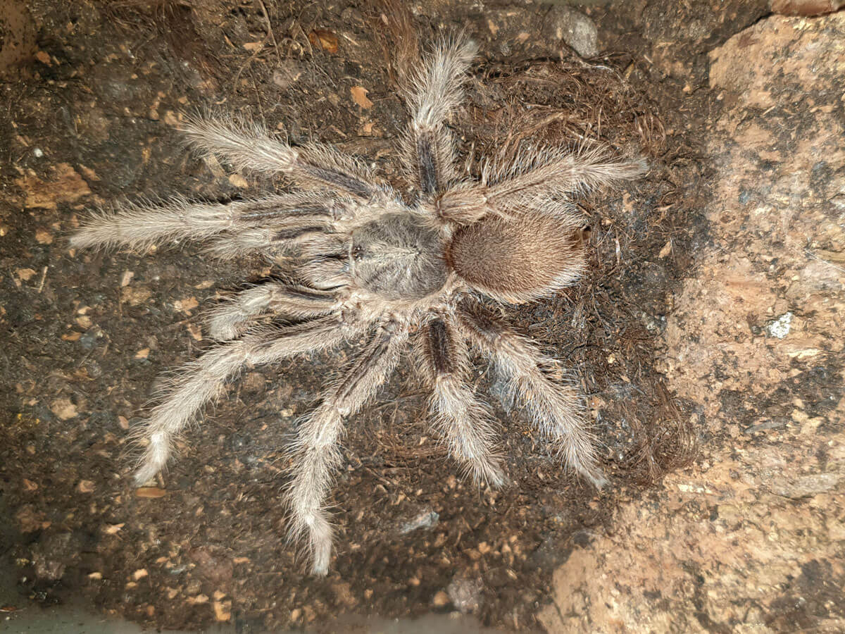 Habitus maschio adulto di Monocentropus lambertoni