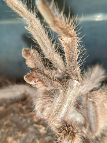 Bulbi ed emboli maschio adulto con speroni tibiali