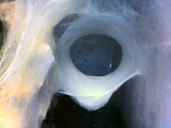 Ovisacco di Monocentropus lambertoni appeso come un'amaca