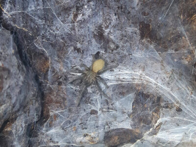 Sling di Monocentropus lambertoni , un piccolo appena uscito dall'ovisacco