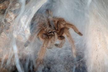 Scheda informazioni e allevamento di Monocentropus lambertoni