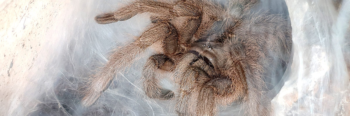 Scheda informazioni e allevamento su Monocentropus lambertoni