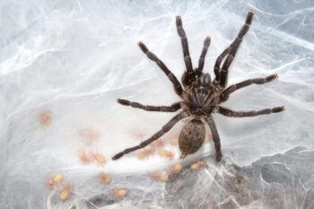 Scheda informazioni e allevamento Pterinochilus lapalala