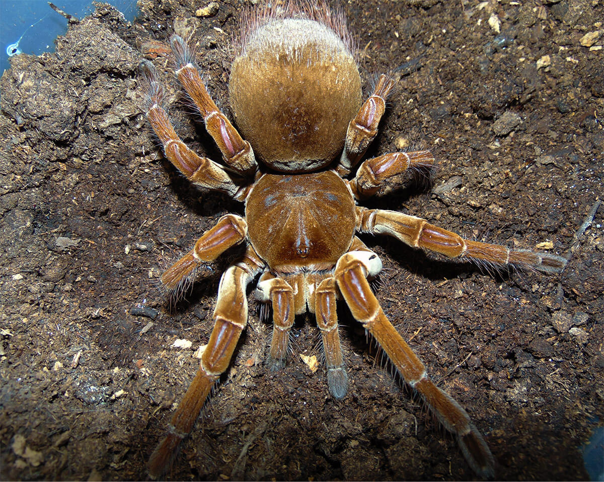 Theraphosa stirmi habitus femmina adulta