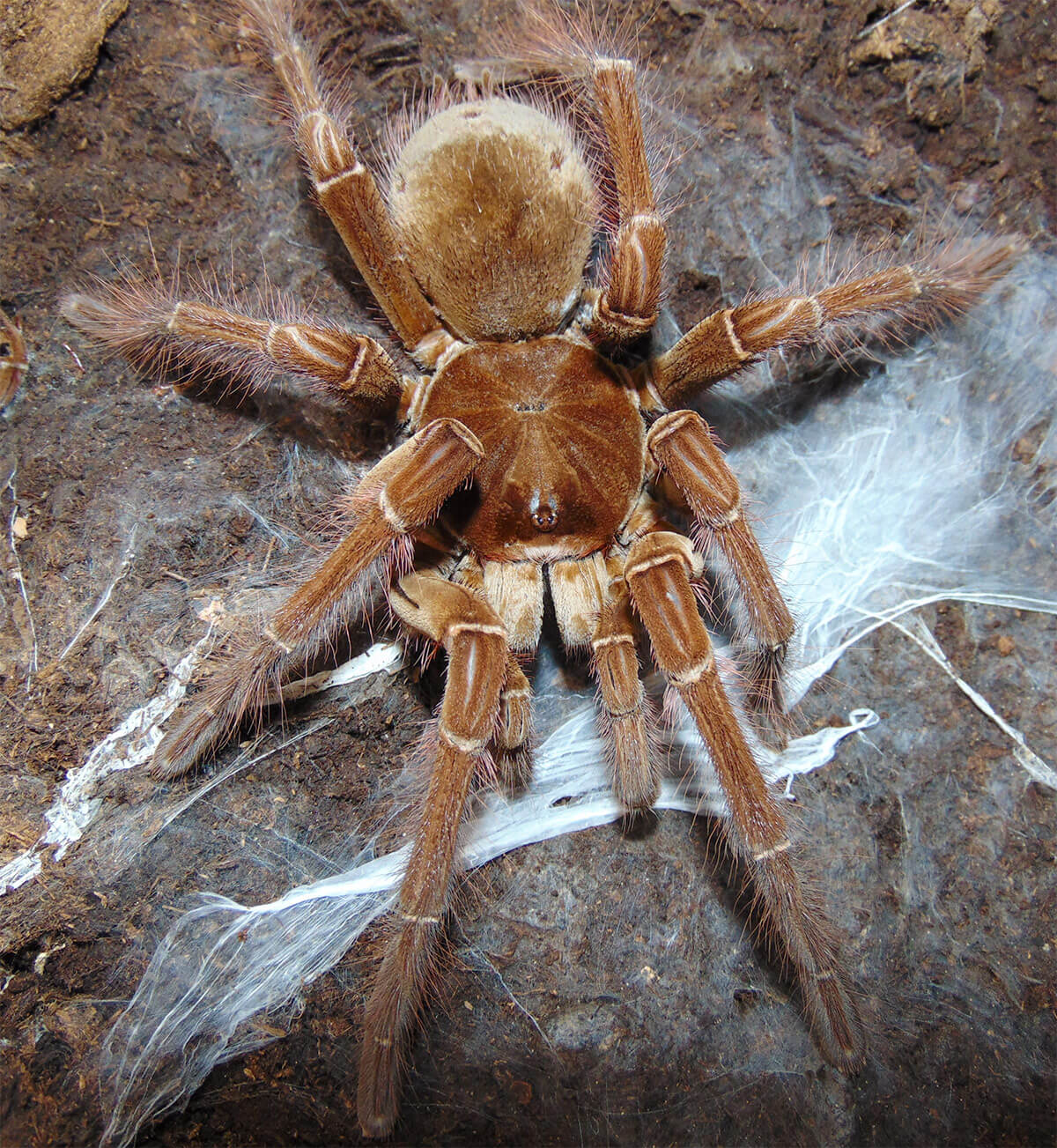 Theraphosa stirmi habitus maschio adulto