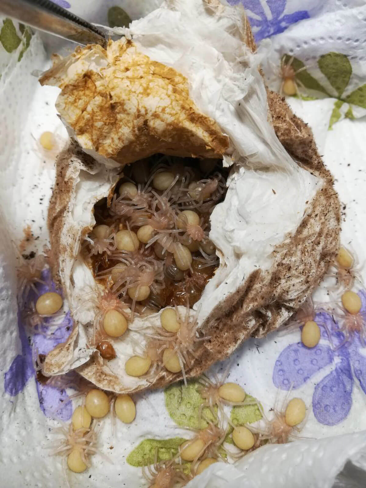 Riproduzione di Theraphosa stirmi. Ovisacco con larve