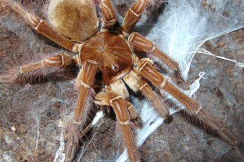 Scheda informazioni e allevamento di Theraphosa stirmi
